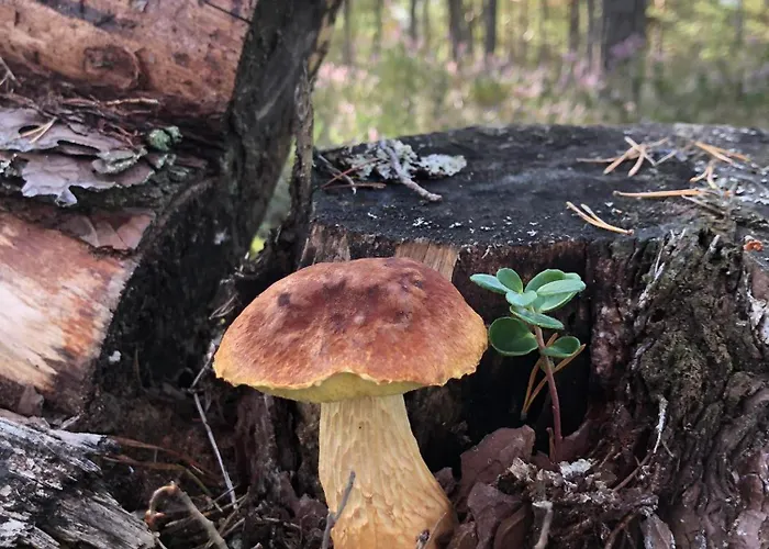 度假居 North Port